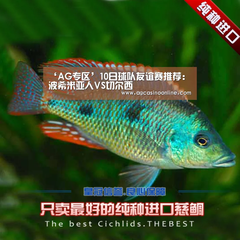AG娱乐城